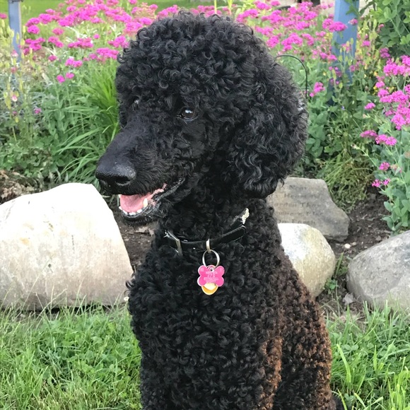 Meet your Posher, Ronda - Picture 1 of 8